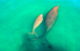 Image of a dugong and calf just under the surface of the water.