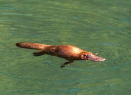 Image of a platypus in the North Johnstone River.