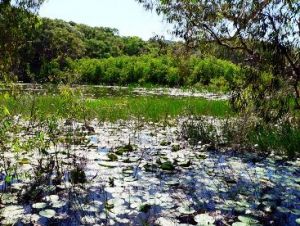 The lagoon supports rich aquatic life, including the larvae of biting insects such as mosquitoes. 