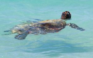 Go slow for those below—turtles are a common site around the Whitsundays. 