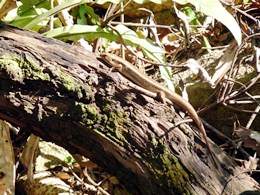 Image of a major skink which are common along the Secret Garden track.