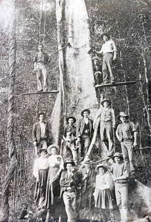 Springbrook was originally referred to as Numinbah Plateau but was also known amongst timber getters as the Land of the Tall Timber. 