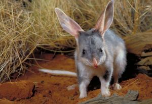 Captive-bred bilbies have been released into a predator-proof enclosure built at Currawinya.
