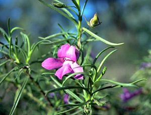 Charleville turkeybush and other Eremophila species thrive in sandy soils.