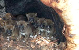 Dingoes have pups only once per year. 