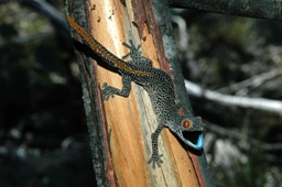 Image of a golden-tailed gecko <em>Strophurus taenicauda</em>.