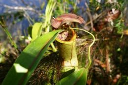 Image of a carnivorous pitcher plant which may attract insects and ants into the fluid-filled pitcher.