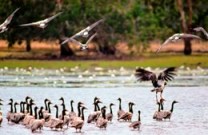 Photo showing up to 1,500 magpie geese may be seen at one time