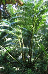 King fern
