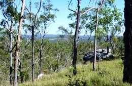 Image of open forest at Princess Hills.