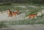 Fraser Island Dingoes