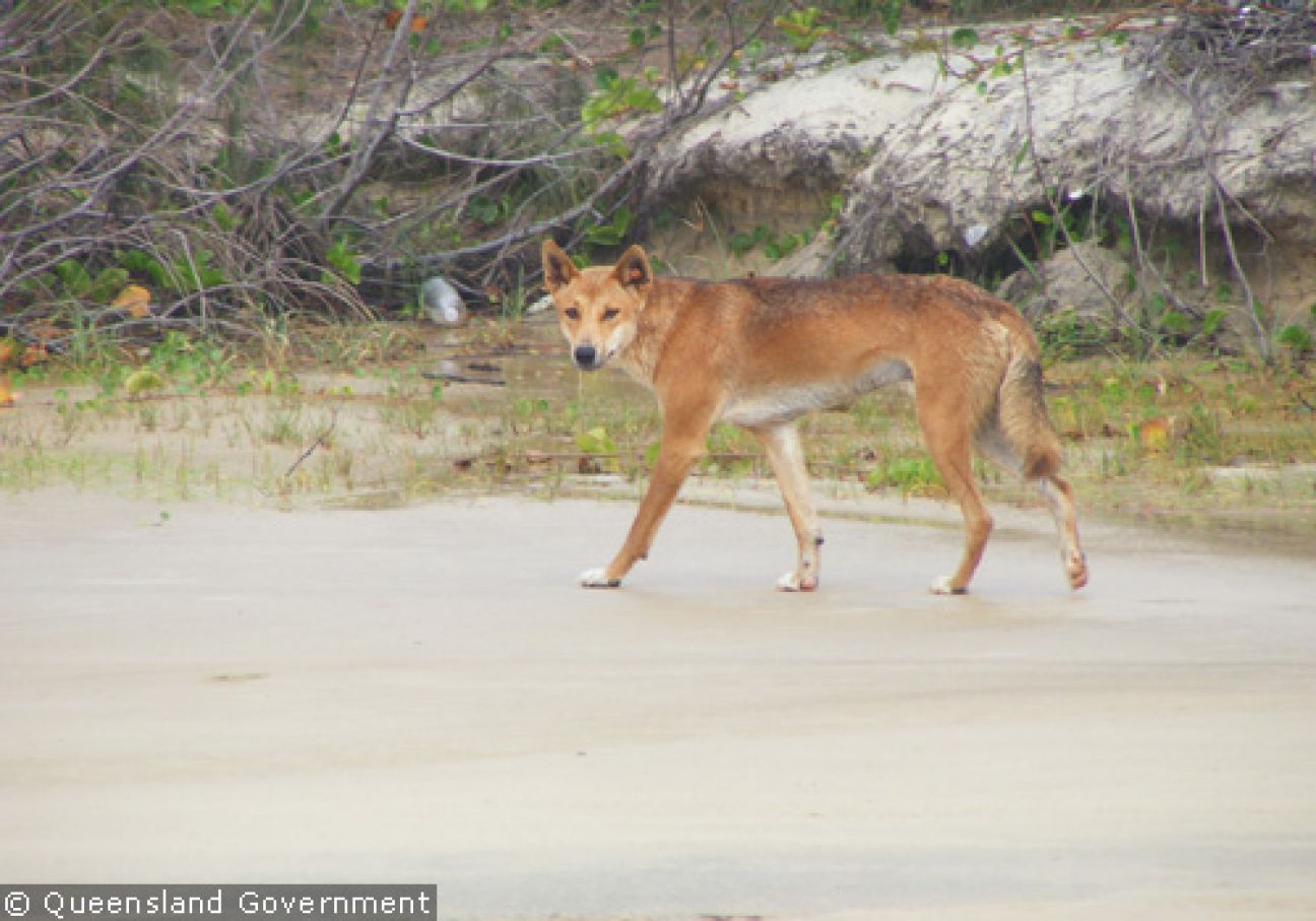 Fraser Island Dingoes