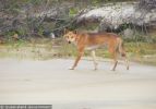 Fraser Island Dingoes