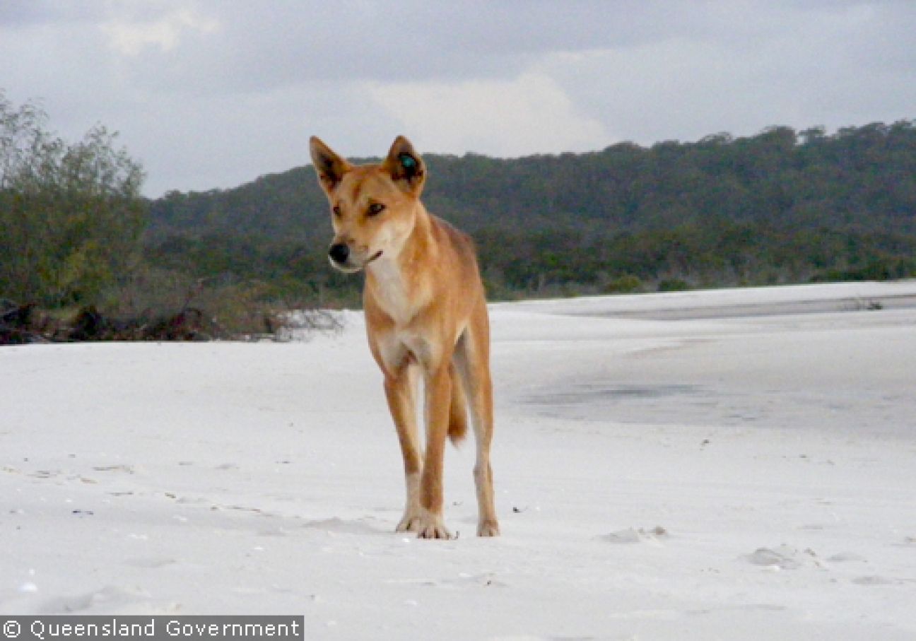 Fraser Island Dingoes