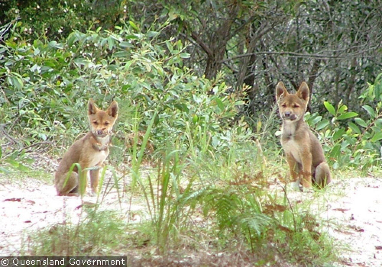 Fraser Island Dingoes