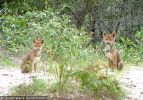 Fraser Island Dingoes