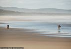 Fraser Island Dingoes