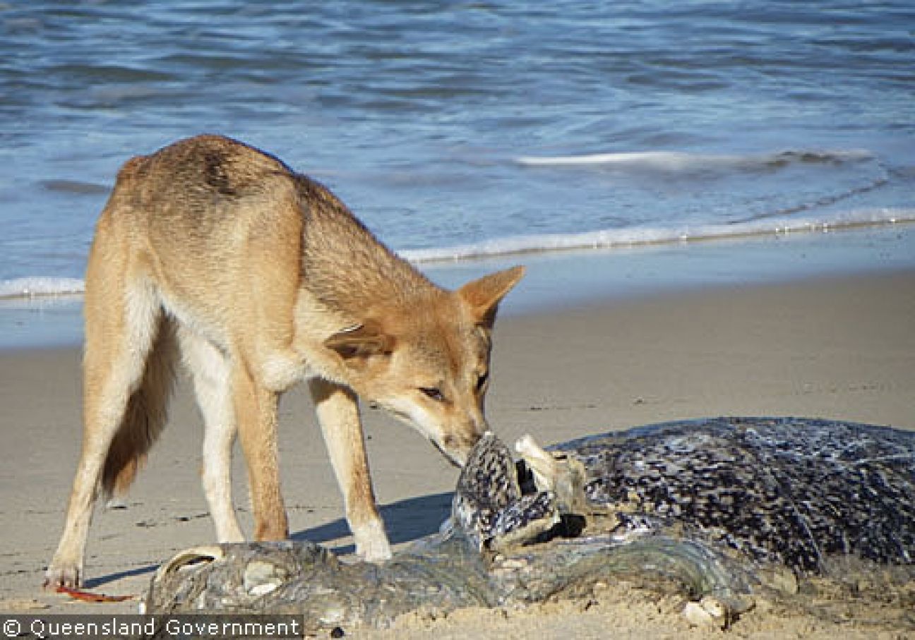 Fraser Island Dingoes June 2011