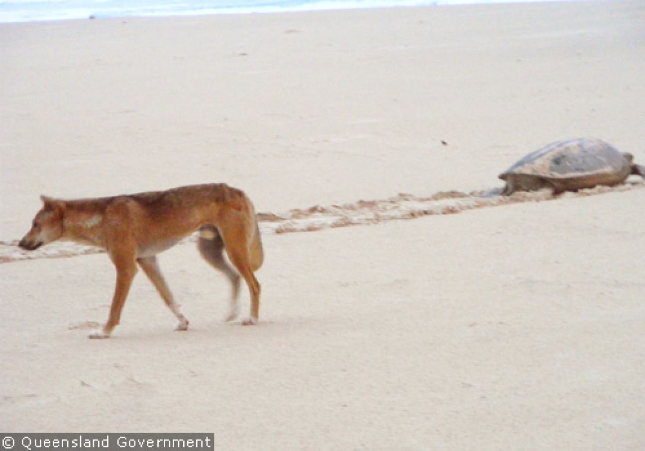 Fraser Island Dingoes