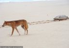 Fraser Island Dingoes
