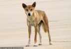 Fraser Island Dingoes