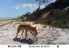 Fraser Island Dingoes
