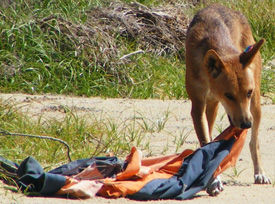 Dingoes sometimes approach campsites or houses to scavenge food and even personal belongings that have the scent of food on them. 