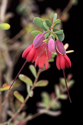 Image of Shrubby Homoranthus <em>Homoranthus zeteticorum</em>.