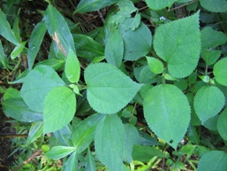 Stinging-tree leaves. 