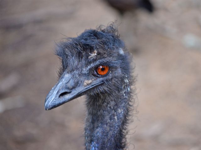 The emu is Australia's largest native bird.