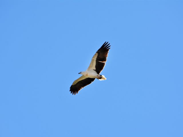 Share Cape Palmerston National Park with birds of prey like white-bellied sea-eagles.