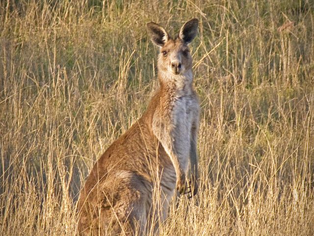 Share your bush camp site with kangaroos.