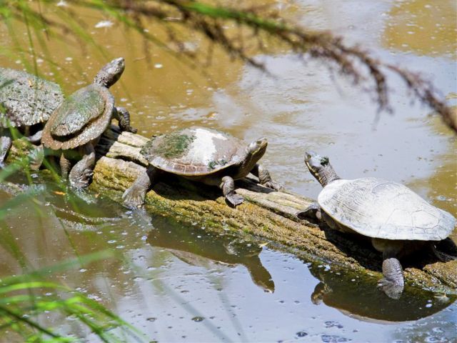 Freshwater turtles soaking up the morning sun.