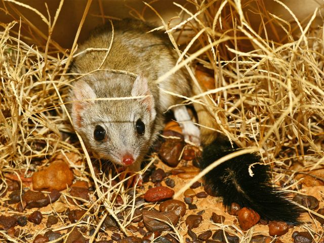 A number of vulnerable and endangered species, including this kowari, find refuge in this park.