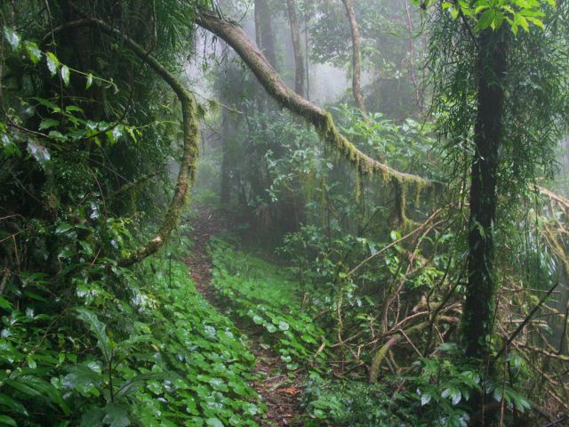 Walk through mist-covered mountains during the often cool and cloudy weather.