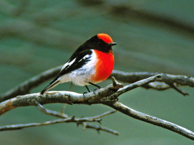 Birds can be seen, and heard, in the forest surrounding Reedy Waterhole camping area.