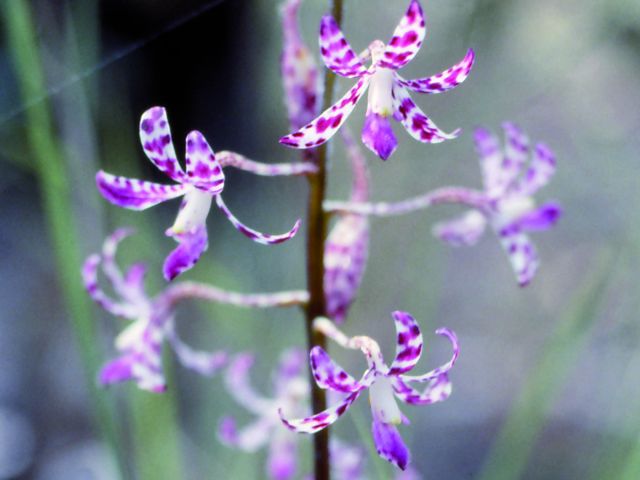 In spring, enjoy wildflowers on the Melaleuca track.