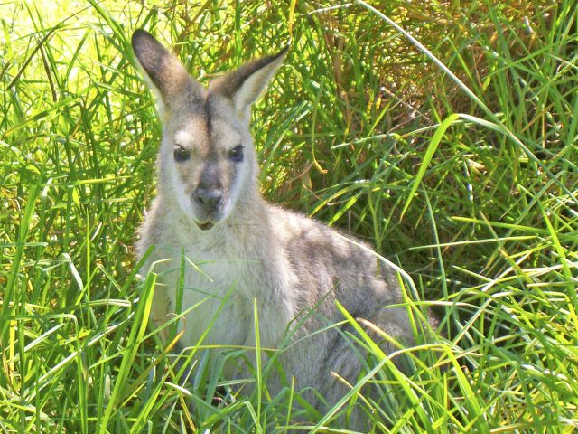 Red-necked wallabies laze or graze in the grass at Burtons Well camping area.