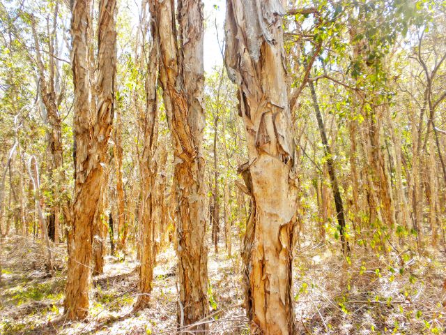 The Melaleuca track goes through paperbark wetlands.