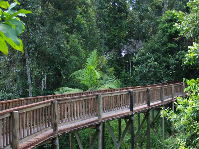 The Fig tree walk is suitable for wheelchairs (may require assistance)—it is a bitumen sealed path with some timber boardwalk sections.