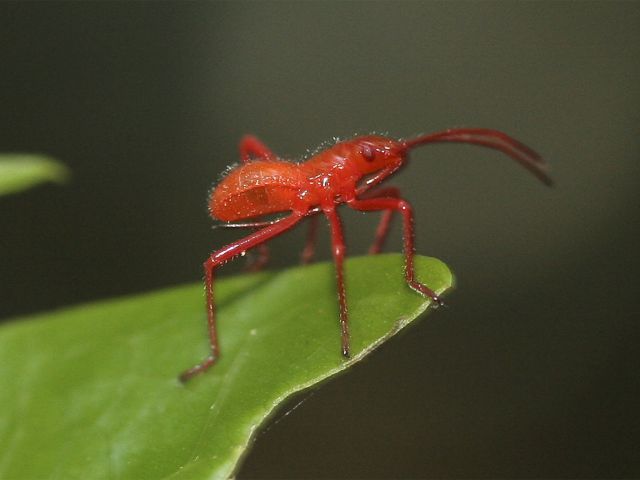 Brightly coloured insects are great subjects for photography enthusiasts.