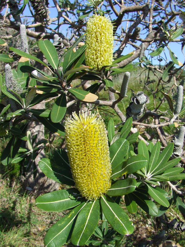 Marvel at the beautiful and abundant banksia flowers.