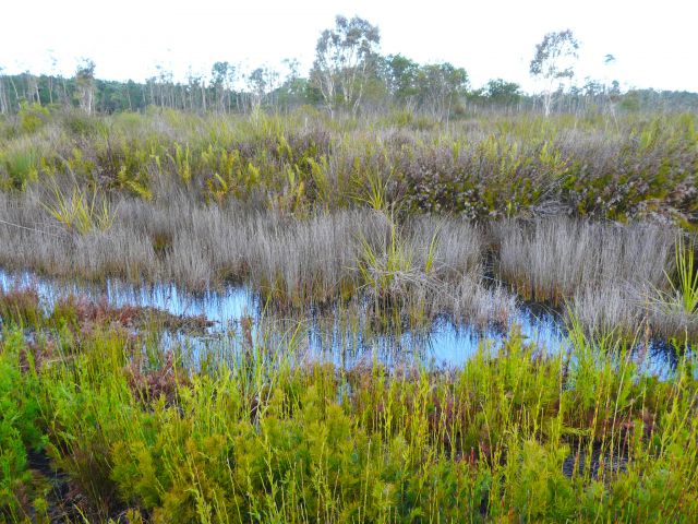 Picturesque swamps are a feature of the Northern access track.