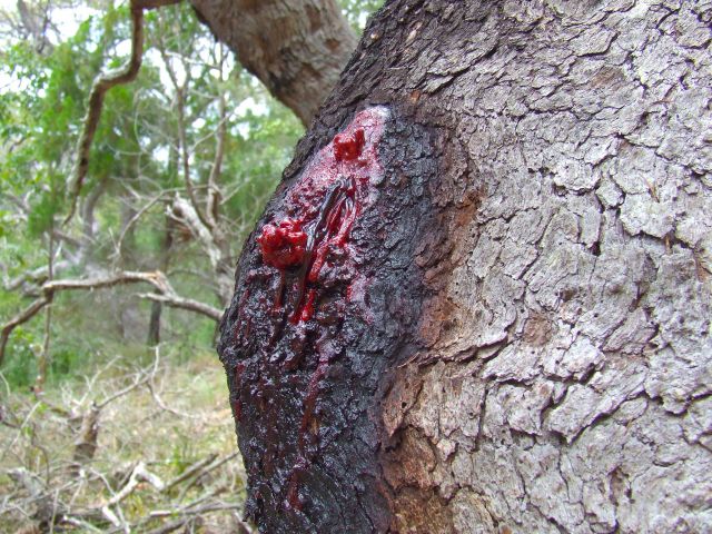 Look for bloodwoods exuding their bright red gum!