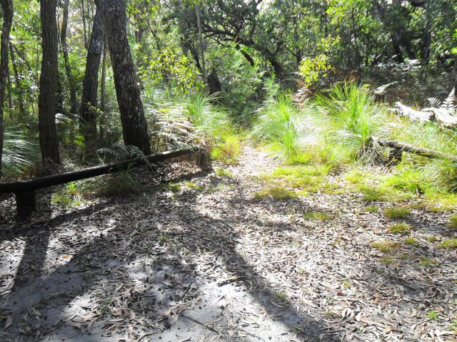 Upper Noosa River campsite 2 is set in forest just 10m back from the water.