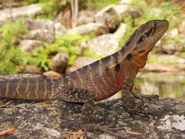 Keep company with eastern water dragons in the nearby Racecourse Creek at Dingo Swamp walkers' camp.