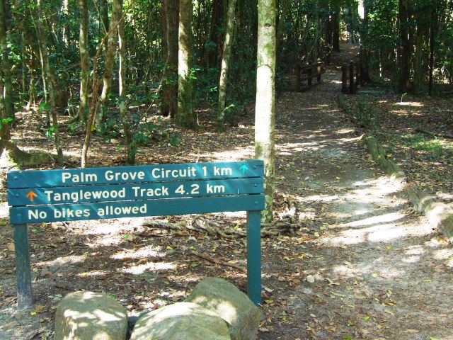 The deep shade of hoop pines and piccabeen palms provides a cool sanctuary on the Palm Grove Walk.