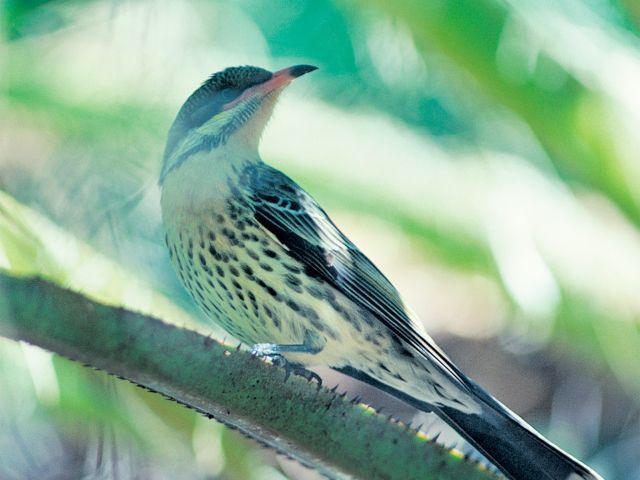 Keep an eye out for birdlife like honeyeaters.