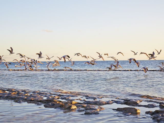 Sea birds abound on the Green Island beach walk.
