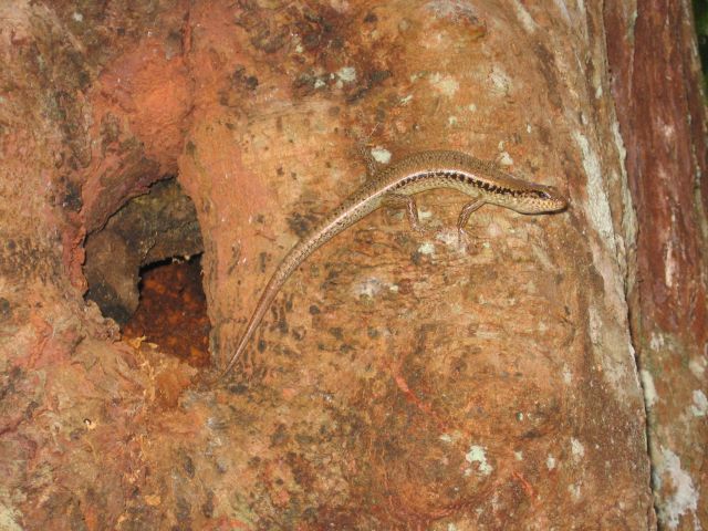 Stop, be still and spot a skink on the Palm Grove Walk.